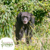 chimpanzés, vallée des singes, poitou-charentes