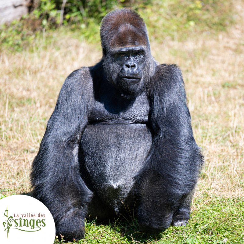 vallée des singes