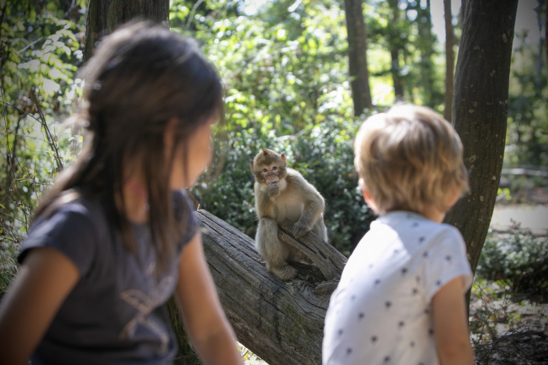 la-vall-e-des-singes-img-7661-copie-40388